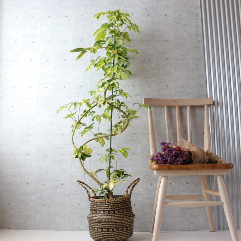 138cm◎ シェフレラ ゴールドリーフ 観葉植物 室内 大型 ハッピー