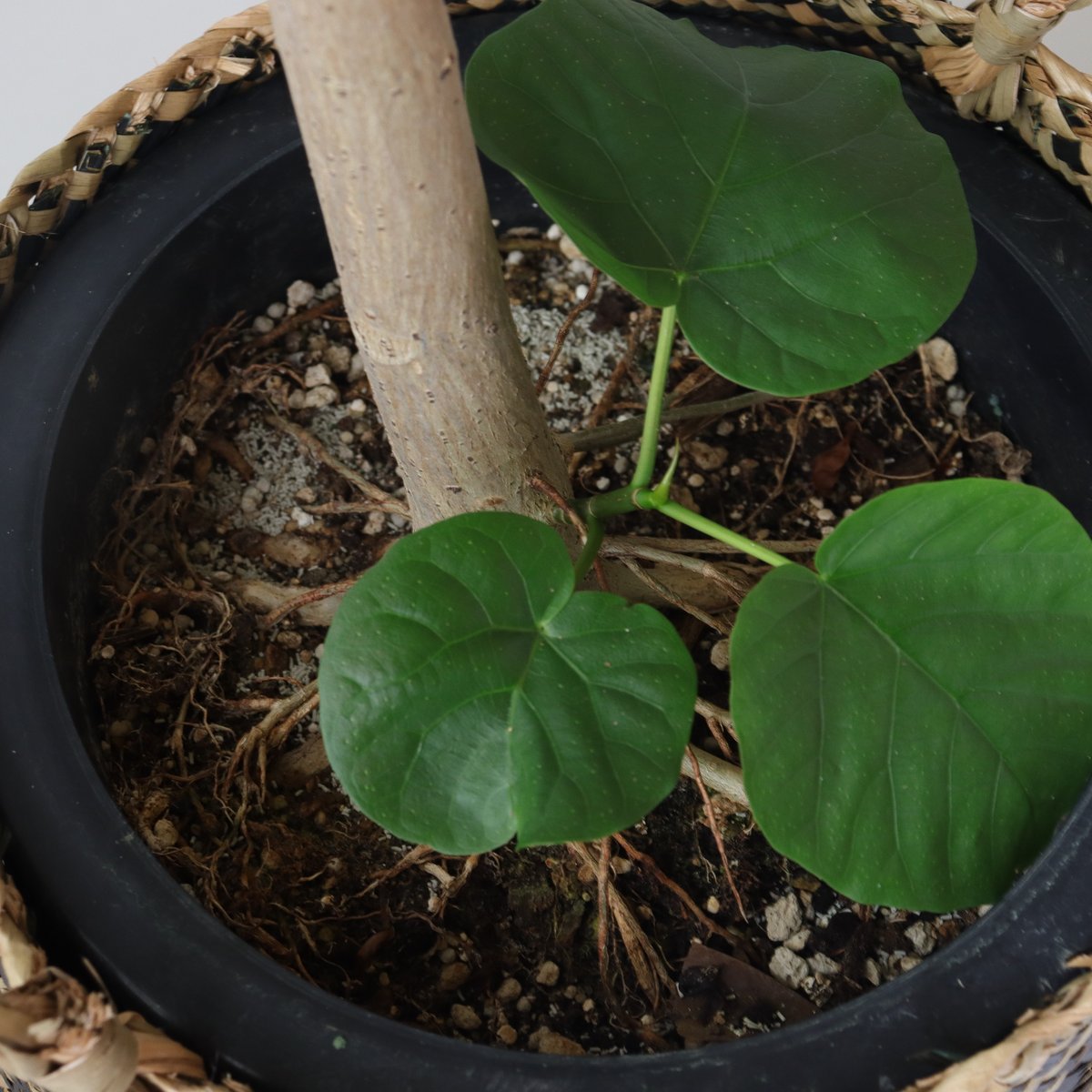 樹形◎141cm】フィカス ウンベラータ 曲がり 螺旋 仕立て 幹太 観葉植物 | 観葉植物...