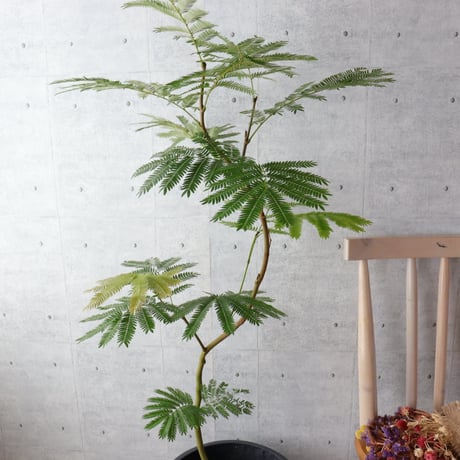 【バランス◎134cm】エバーフレッシュ 曲がり 7号 観葉植物 室内 大型