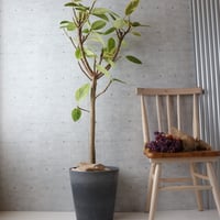 【朴もの142cm】 フィカス アルテシマ アルテシーマ 朴もの 観葉植物 大型