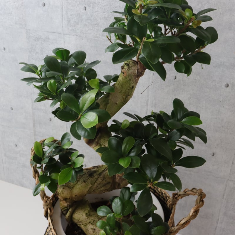 樹形◎73cm】ガジュマル 曲がり 盆栽仕立て 観葉植物 室内 フィカス