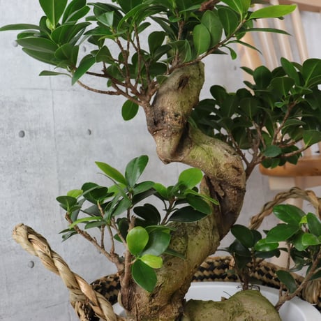 【樹形◎73cm】ガジュマル 曲がり 盆栽仕立て 観葉植物 室内 フィカス