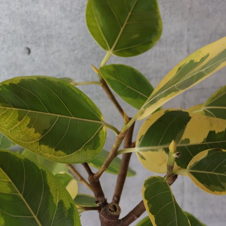 【朴もの142cm】 フィカス アルテシマ アルテシーマ 朴もの 観葉植物 大型