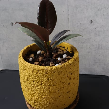 【希少 流通極薄】フィカス ブルールビー 4号鉢＋受け皿付き 観葉植物 室内