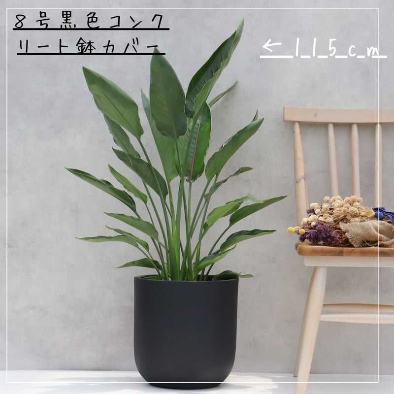 ストレチア レギネ 観葉植物 90cm 8号 3株 ストレチア レギネ 観葉植物 90cm 8号 3株 - メルカリ