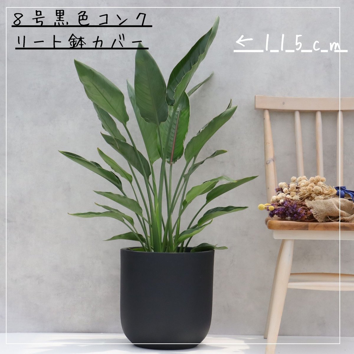 ③ひろこsan専用商品‼︎ストレチア・レギネ3株入り『極楽鳥花』8号鉢