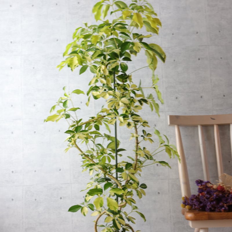 存在感◎】シェフレラ ゴールドリーフ 観葉植物 室内 大型 ハッピー