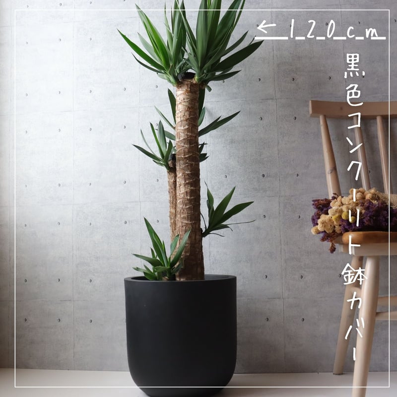 大きめ ユッカ 黒鉢付き imgrc0106670609.jpg