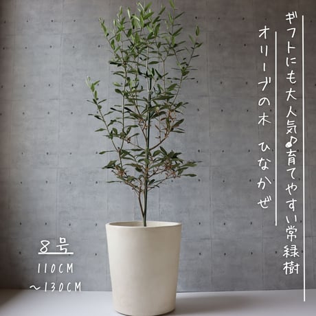 【樹形◎】オリーブ オリーブの木 8号 ひなかぜ  観葉植物 寒さ暑さに強い 耐寒温度-5度
