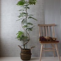 樹形◎】フィカス リラータ カシワバゴム 曲がり 柏葉ゴム 大型 観葉