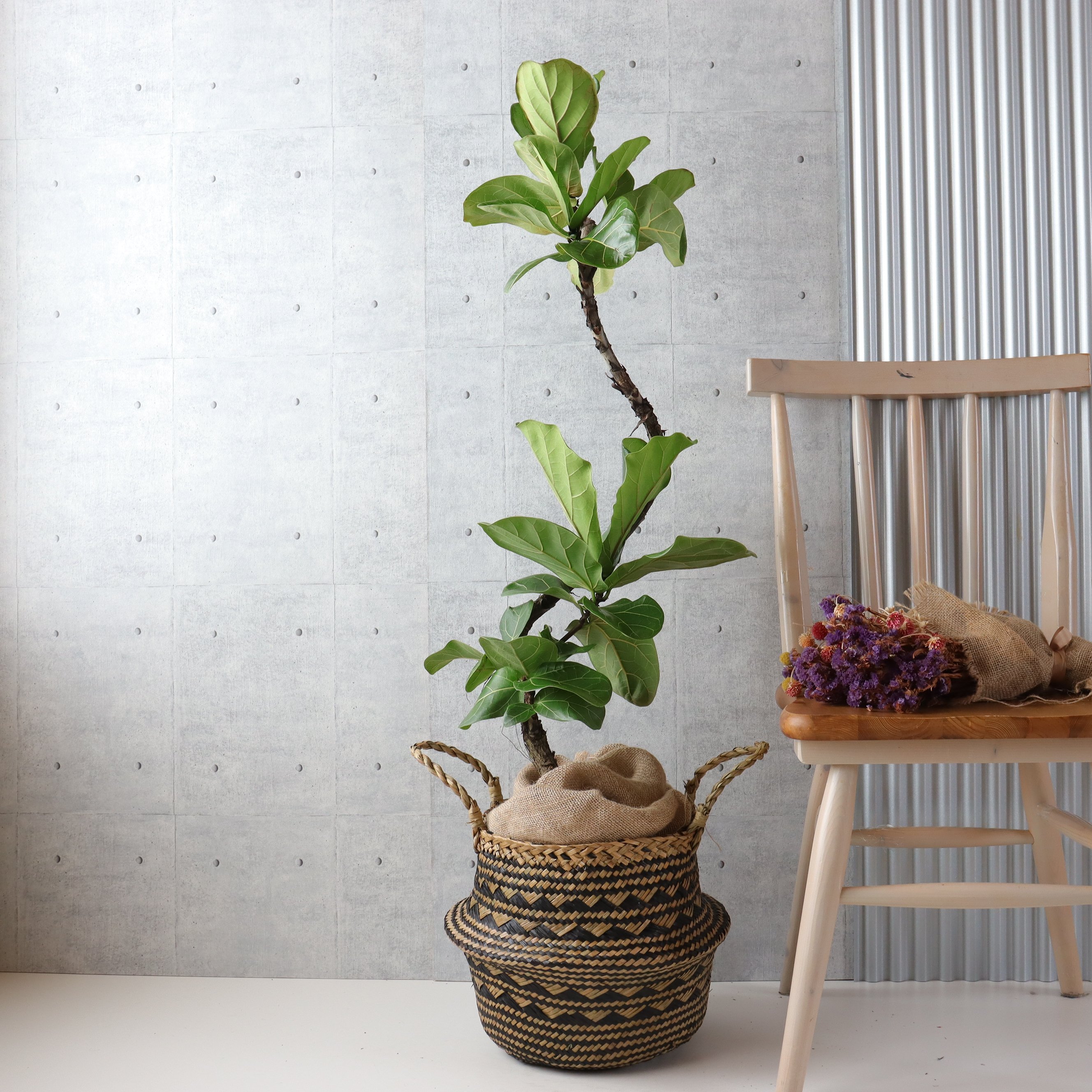 現品　フィカス　ゴムの木　カシワバゴム　柏葉ゴム　リラータ　73番　観葉植物 樹形◎】フィカス リラータ カシワバゴム 曲がり 柏葉ゴム 大型 観葉