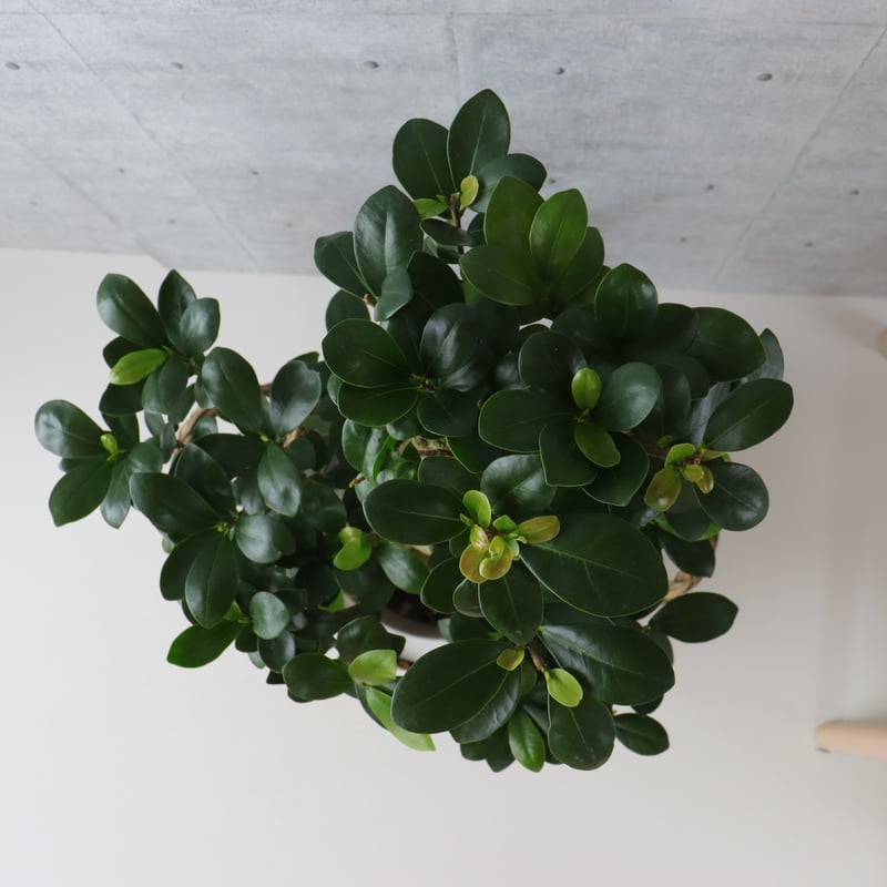 樹形◎73cm】ガジュマル 曲がり 盆栽仕立て 観葉植物 室内 フィカス