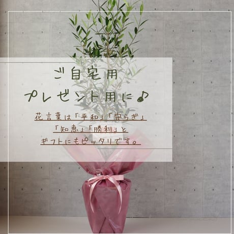 【樹形◎】オリーブ オリーブの木 8号 ひなかぜ  観葉植物 寒さ暑さに強い 耐寒温度-5度