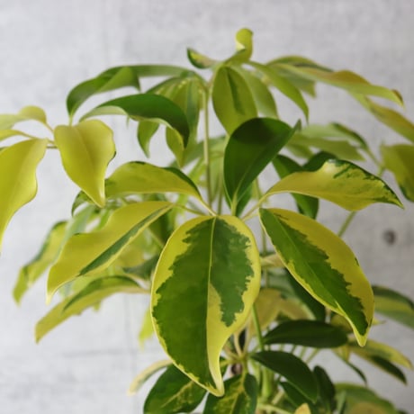 138cm◎ シェフレラ ゴールドリーフ 観葉植物 室内 大型 ハッピーイエロー