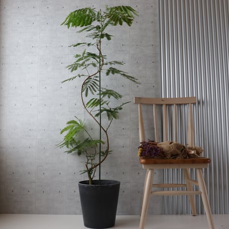 【バランス◎145cm】エバーフレッシュ 曲がり 7号 観葉植物 室内 大型
