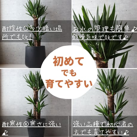 【縁起のよい植物】ユッカ エレファンティペス 8号 観葉植物 室内