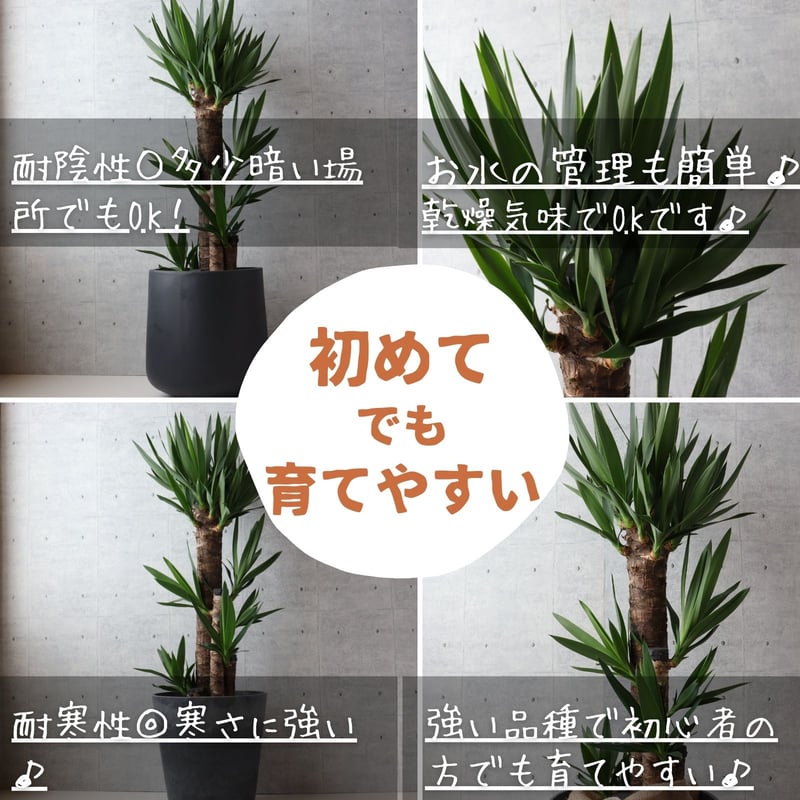 縁起のよい植物】ユッカ エレファンティペス 8号 観葉植物 室内 | 観葉