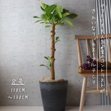 フィカス アルテシマ 朴もの 仕立て８号 アルテシーマ 観葉植物 お祝い ギフト 開店祝い ラッピング 無料 観葉植物 プレゼント 開店祝い 観葉植物 熱帯植物 大型 フィカス アルテシーマ