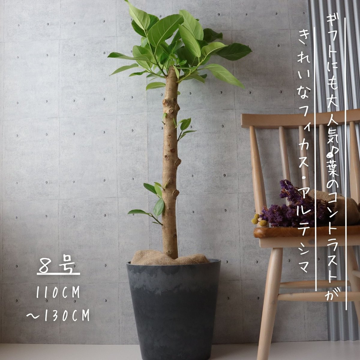 フィカス アルテシマ 朴もの 仕立て8号 アルテシーマ 観葉植物 お祝い 