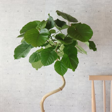【樹形◎141cm】フィカス ウンベラータ 曲がり 螺旋 仕立て 幹太 観葉植物