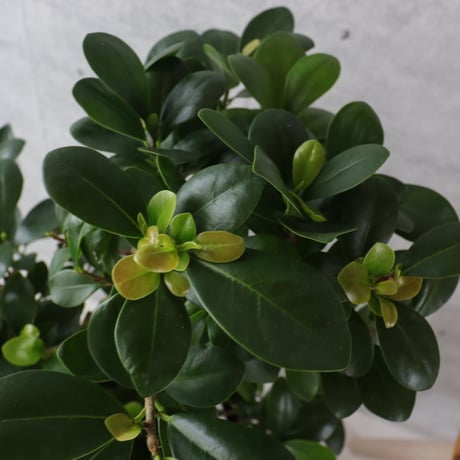【樹形◎73cm】ガジュマル 曲がり 盆栽仕立て 観葉植物 室内 フィカス