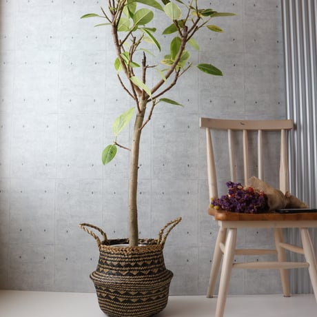 【朴もの142cm】 フィカス アルテシマ アルテシーマ 朴もの 観葉植物 大型