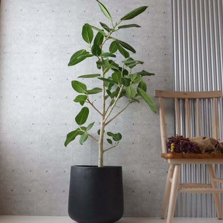 【朴もの◎132cm】 フィカス ベンガレンシス 朴仕立て 観葉植物 室内 大型