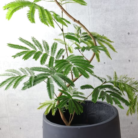 【編込み鉢カバーセット】樹形◎エバーフレッシュ 曲がり 7号 観葉植物 室内 大型　編込み鉢カバーセット
