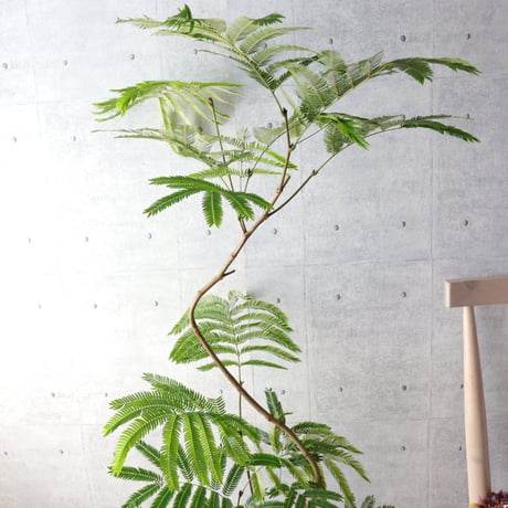 【編込み鉢カバーセット】樹形◎エバーフレッシュ 曲がり 7号 観葉植物 室内 大型　編込み鉢カバーセット