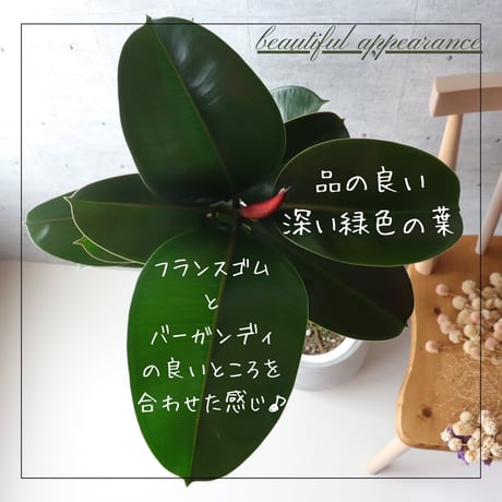 【鹿児島県指宿産】 フィカス ソフィア 曲がり 仕立て ７号 ゴムの木 お祝い ギフト 開店祝い ラッピング 無料 観葉植物 プレゼント お中元 お歳暮 熱帯植物 S字仕立て