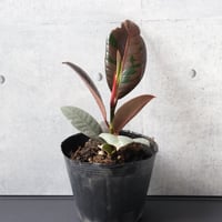 【希少 まだ流通がごくわずか】フィカス　ブルールビー ３号ポッド 観葉植物 室内