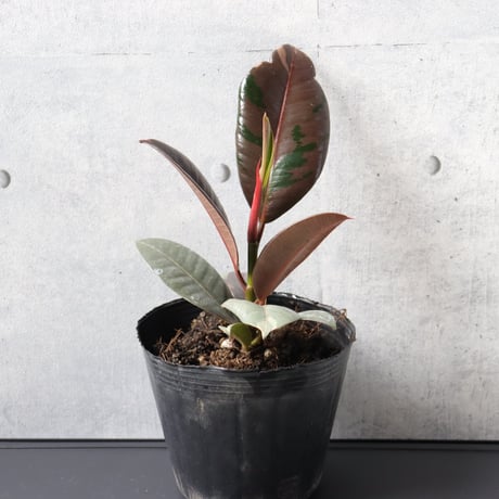 【希少 まだ流通がごくわずか】フィカス　ブルールビー ３号ポッド 観葉植物 室内