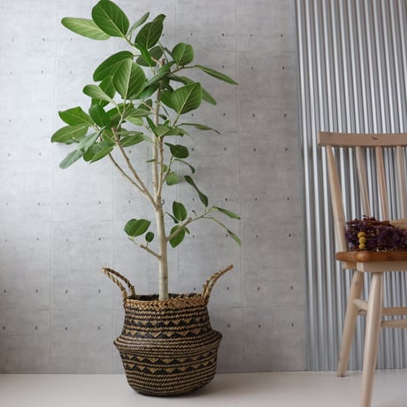 【朴もの◎132cm】 フィカス ベンガレンシス 朴仕立て 観葉植物 室内 大型