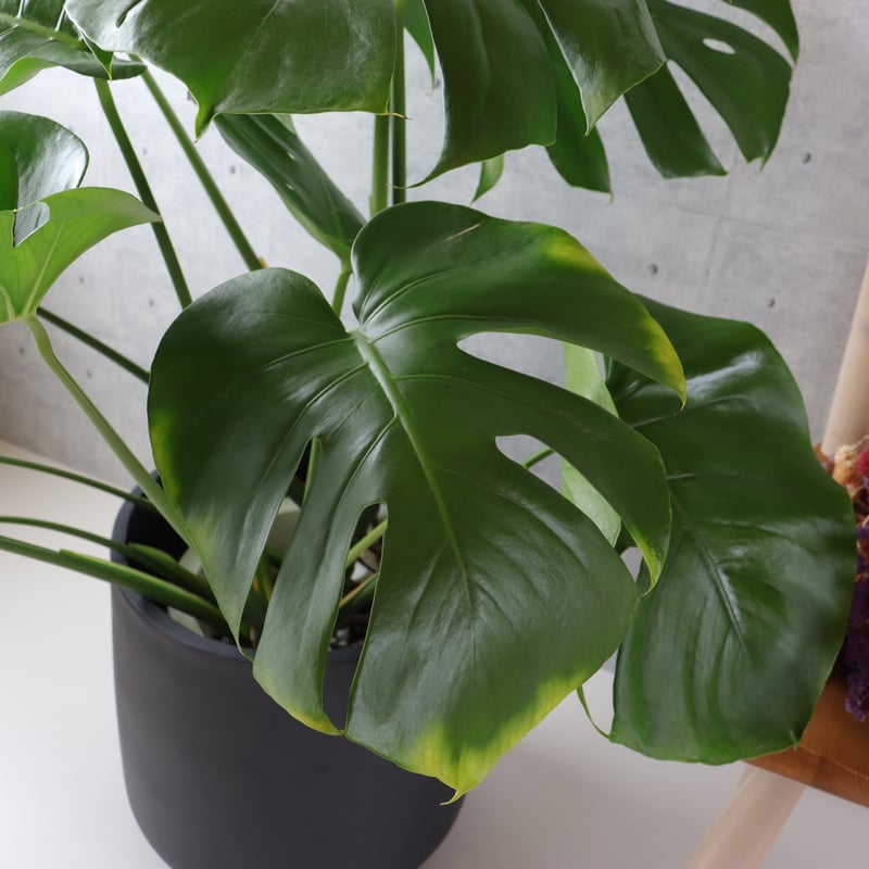 ボリューム◎】 モンステラ 8号 観葉植物 室内 葉の大きさ約40cm