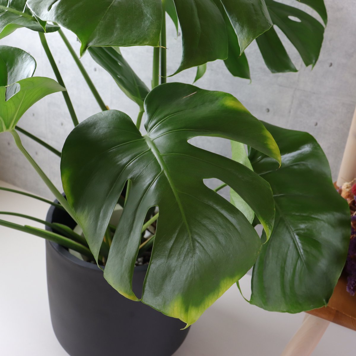 ボリューム◎】 モンステラ 8号 観葉植物 室内 葉の大きさ約40cm