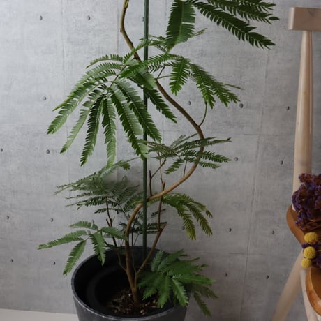 【バランス◎125cm】エバーフレッシュ 曲がり 7号 観葉植物 室内 大型