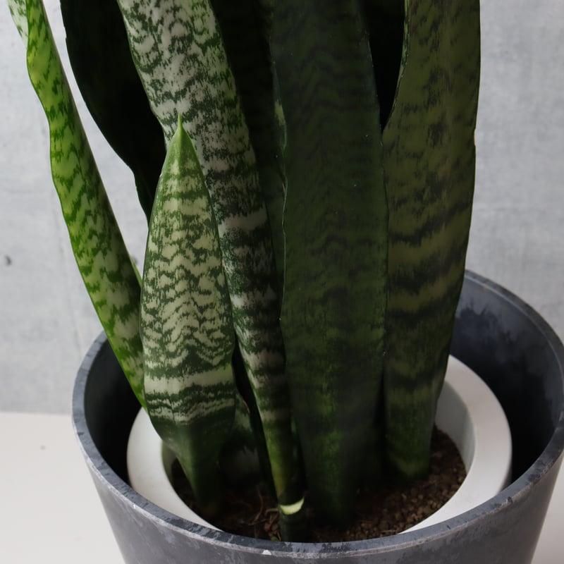 スタイリッシュ◎】サンスベリア ゼラニカ 7号 観葉植物 室内 耐陰性