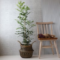 138cm◎ シェフレラ ゴールドリーフ 観葉植物 室内 大型 ハッピー