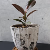 【希少 流通極薄】フィカス ブルールビー 4.5号鉢＋受け皿付き 観葉植物 室内