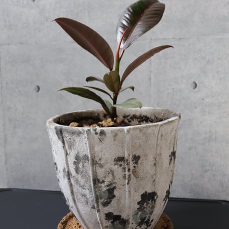 【希少 流通極薄】フィカス ブルールビー 4.5号鉢＋受け皿付き 観葉植物 室内