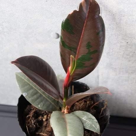 【希少 まだ流通がごくわずか】フィカス　ブルールビー ３号ポッド 観葉植物 室内