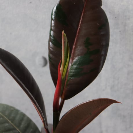 【希少 まだ流通がごくわずか】フィカス　ブルールビー ３号ポッド 観葉植物 室内