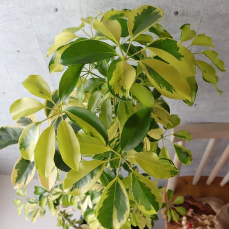 138cm◎ シェフレラ ゴールドリーフ 観葉植物 室内 大型 ハッピーイエロー