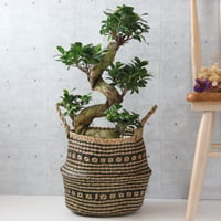 編込み鉢カバーセット】樹形◎エバーフレッシュ 曲がり 7号 観葉植物
