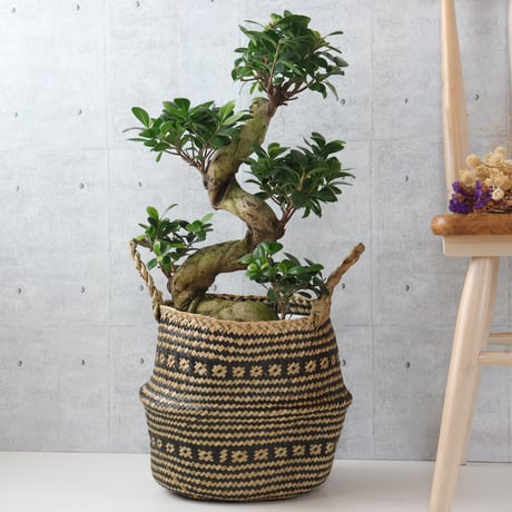 【樹形◎73cm】ガジュマル 曲がり 盆栽仕立て 観葉植物 室内 フィカス