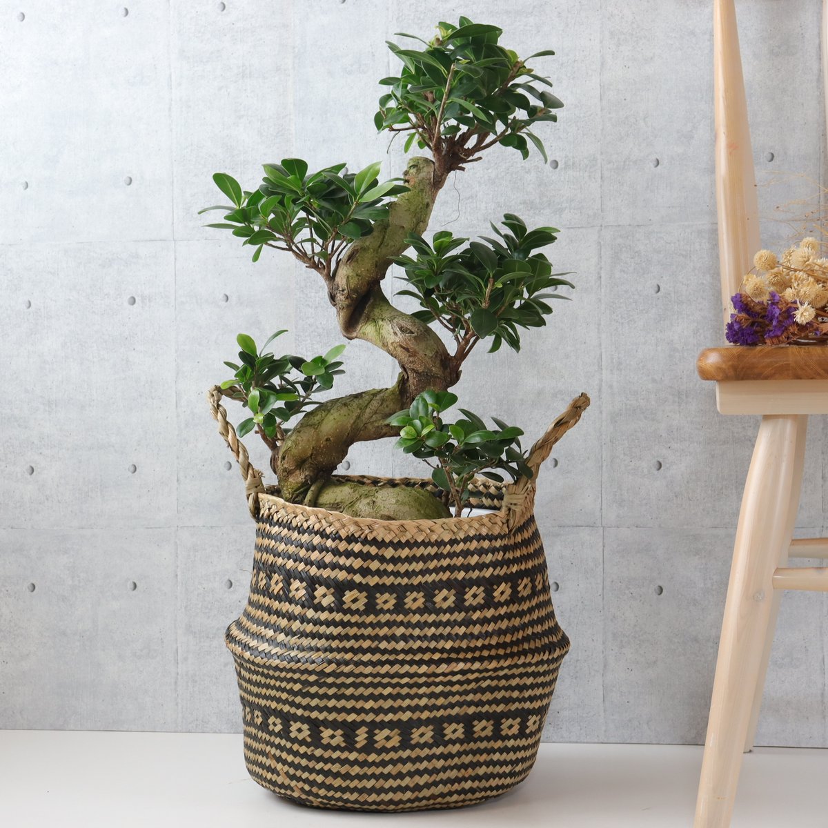 樹形◎73cm】ガジュマル 曲がり 盆栽仕立て 観葉植物 室内