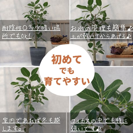 フィカス ベンガレンシス 朴 仕立て ゴムの木 お祝い ギフト 開店祝い ラッピング 無料 ベンガレンシス 観葉植物 プレゼント 開店祝い 観葉植物 新築祝い お中元 お歳暮 熱帯植物 ８号