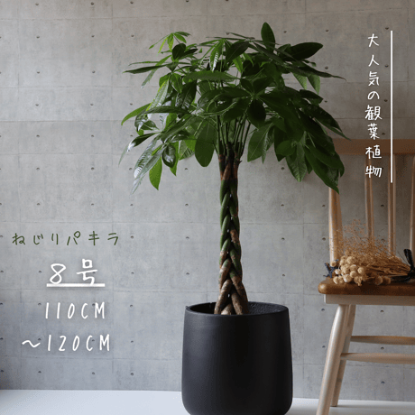パキラ | STORES
