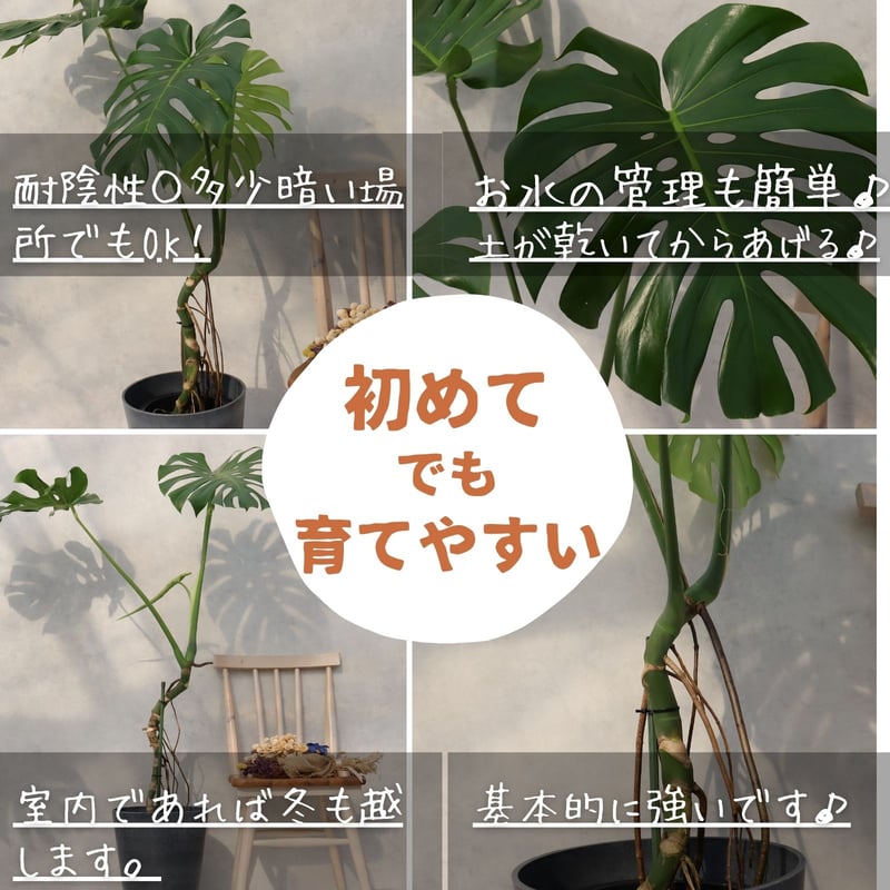 モンステラ 8号 幹立ち モンステラ 観葉植物 根上り 綺麗 お祝い