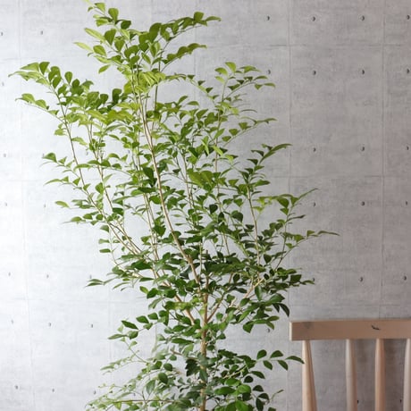 【ボリュー厶◎148cm】シルクジャスミン ゲッキツ 観葉植物 室内 大型